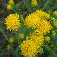Lade das Bild in den Galerie-Viewer, Goldhaar-Aster (Aster linosyris)
