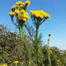Lade das Bild in den Galerie-Viewer, Goldhaar-Aster (Aster linosyris)