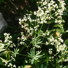 Lade das Bild in den Galerie-Viewer, Wald-Labkraut (Galium sylvaticum)