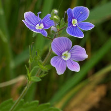 Lade das Bild in den Galerie-Viewer, Gamander-Ehrenpreis (Veronica chamaedrys)