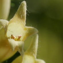 Lade das Bild in den Galerie-Viewer, Gelber Fingerhut (Digitalis lutea)