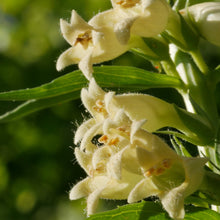 Lade das Bild in den Galerie-Viewer, Gelber Fingerhut (Digitalis lutea)