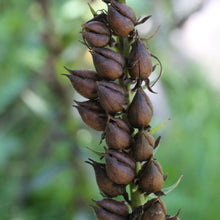 Lade das Bild in den Galerie-Viewer, Gelber Fingerhut (Digitalis lutea)
