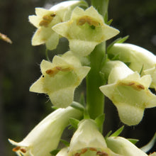 Lade das Bild in den Galerie-Viewer, Gelber Fingerhut (Digitalis lutea)