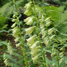 Lade das Bild in den Galerie-Viewer, Gelber Fingerhut (Digitalis lutea)