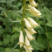 Lade das Bild in den Galerie-Viewer, Gelber Fingerhut (Digitalis lutea)