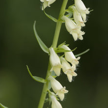 Lade das Bild in den Galerie-Viewer, Gelber Fingerhut (Digitalis lutea)