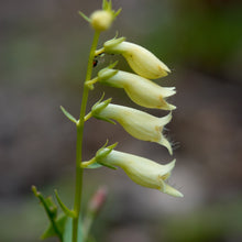 Lade das Bild in den Galerie-Viewer, Gelber Fingerhut (Digitalis lutea)