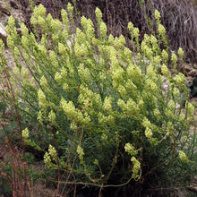 Lade das Bild in den Galerie-Viewer, Gelber Wau (Reseda lutea)