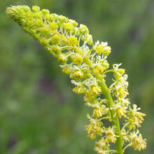 Lade das Bild in den Galerie-Viewer, Gelber Wau (Reseda lutea)