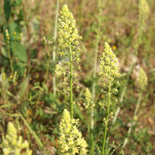 Lade das Bild in den Galerie-Viewer, Gelber Wau (Reseda lutea)