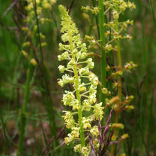 Lade das Bild in den Galerie-Viewer, Gelber Wau (Reseda lutea)