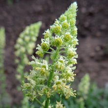 Lade das Bild in den Galerie-Viewer, Gelber Wau (Reseda lutea)