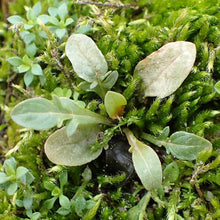 Lade das Bild in den Galerie-Viewer, Gelber Wau (Reseda lutea)