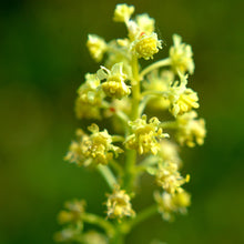 Lade das Bild in den Galerie-Viewer, Gelber Wau (Reseda lutea)