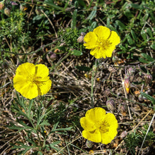 Lade das Bild in den Galerie-Viewer, Gelbes Sonnenröschen (Helianthemum nummularium)