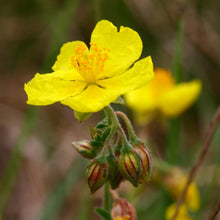 Lade das Bild in den Galerie-Viewer, Gelbes Sonnenröschen (Helianthemum nummularium)