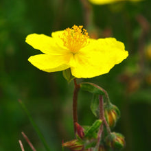 Lade das Bild in den Galerie-Viewer, Gelbes Sonnenröschen (Helianthemum nummularium)