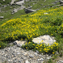 Lade das Bild in den Galerie-Viewer, Gelbes Sonnenröschen (Helianthemum nummularium)