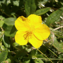 Lade das Bild in den Galerie-Viewer, Gelbes Sonnenröschen (Helianthemum nummularium)