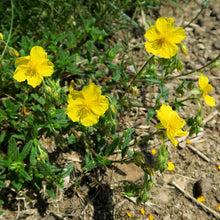Lade das Bild in den Galerie-Viewer, Gelbes Sonnenröschen (Helianthemum nummularium)