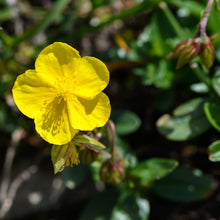 Lade das Bild in den Galerie-Viewer, Gelbes Sonnenröschen (Helianthemum nummularium)