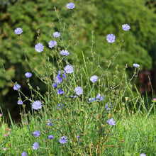 Lade das Bild in den Galerie-Viewer, Gemeine Wegwarte (Cichorium intybus)