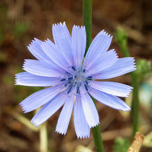 Lade das Bild in den Galerie-Viewer, Gemeine Wegwarte (Cichorium intybus)