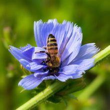 Lade das Bild in den Galerie-Viewer, Gemeine Wegwarte (Cichorium intybus)