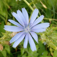 Lade das Bild in den Galerie-Viewer, Gemeine Wegwarte (Cichorium intybus)