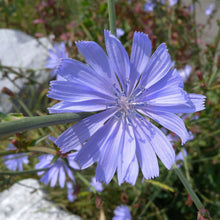 Lade das Bild in den Galerie-Viewer, Gemeine Wegwarte (Cichorium intybus)