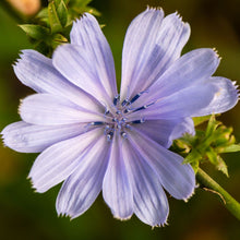 Lade das Bild in den Galerie-Viewer, Gemeine Wegwarte (Cichorium intybus)