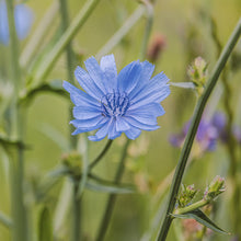 Lade das Bild in den Galerie-Viewer, Gemeine Wegwarte (Cichorium intybus)