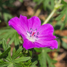 Lade das Bild in den Galerie-Viewer, Blutroter Storchschnabel (Geranium sanguineum)