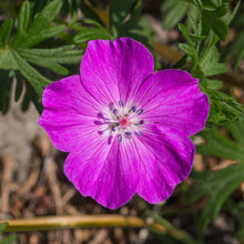 Lade das Bild in den Galerie-Viewer, Blutroter Storchschnabel (Geranium sanguineum)