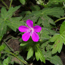 Lade das Bild in den Galerie-Viewer, Sumpf-Storchschnabel (Geranium palustre)