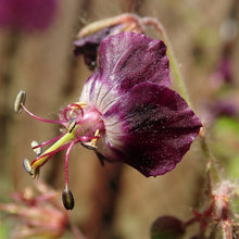 Lade das Bild in den Galerie-Viewer, Brauner Storchschnabel (Geranium phaeum)