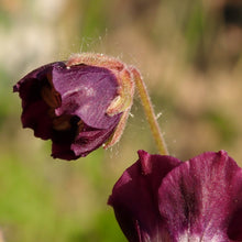 Lade das Bild in den Galerie-Viewer, Brauner Storchschnabel (Geranium phaeum)