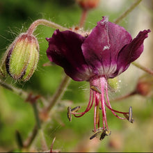 Lade das Bild in den Galerie-Viewer, Brauner Storchschnabel (Geranium phaeum)