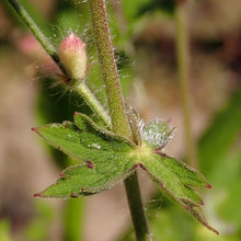Lade das Bild in den Galerie-Viewer, Brauner Storchschnabel (Geranium phaeum)