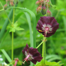 Lade das Bild in den Galerie-Viewer, Brauner Storchschnabel (Geranium phaeum)