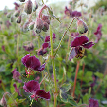 Lade das Bild in den Galerie-Viewer, Brauner Storchschnabel (Geranium phaeum)