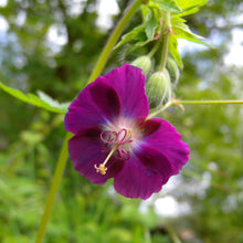 Lade das Bild in den Galerie-Viewer, Brauner Storchschnabel (Geranium phaeum)