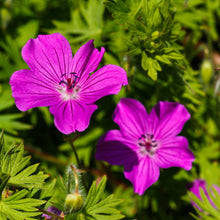 Lade das Bild in den Galerie-Viewer, Blutroter Storchschnabel (Geranium sanguineum)