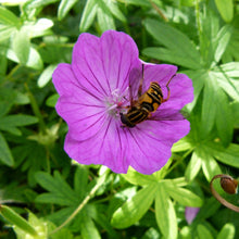 Lade das Bild in den Galerie-Viewer, Blutroter Storchschnabel (Geranium sanguineum)