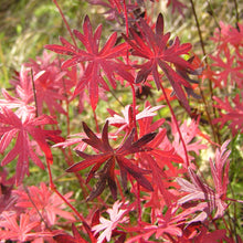 Lade das Bild in den Galerie-Viewer, Blutroter Storchschnabel (Geranium sanguineum)