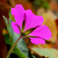 Lade das Bild in den Galerie-Viewer, Blutroter Storchschnabel (Geranium sanguineum)