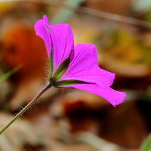 Lade das Bild in den Galerie-Viewer, Blutroter Storchschnabel (Geranium sanguineum)