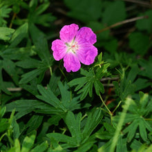 Lade das Bild in den Galerie-Viewer, Blutroter Storchschnabel (Geranium sanguineum)