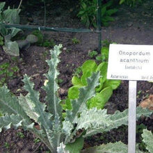 Lade das Bild in den Galerie-Viewer, Gewöhnliche Eselsdistel (Onopordum acanthium)